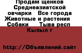 Продам щенков Среднеазиатской овчарки - Все города Животные и растения » Собаки   . Тыва респ.,Кызыл г.